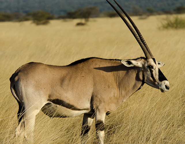 3 Days Awash National Park Tour | Wildlife, Waterfalls and Rift Valley